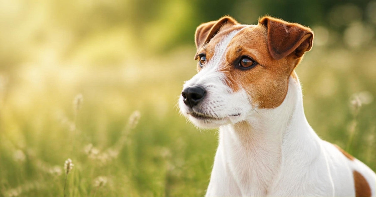 Jack Russell Terrier dog - Best dog food for Jack Russells in Ireland