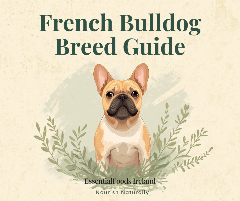 Best dog food for French Bulldogs - EssentialFoods Ireland