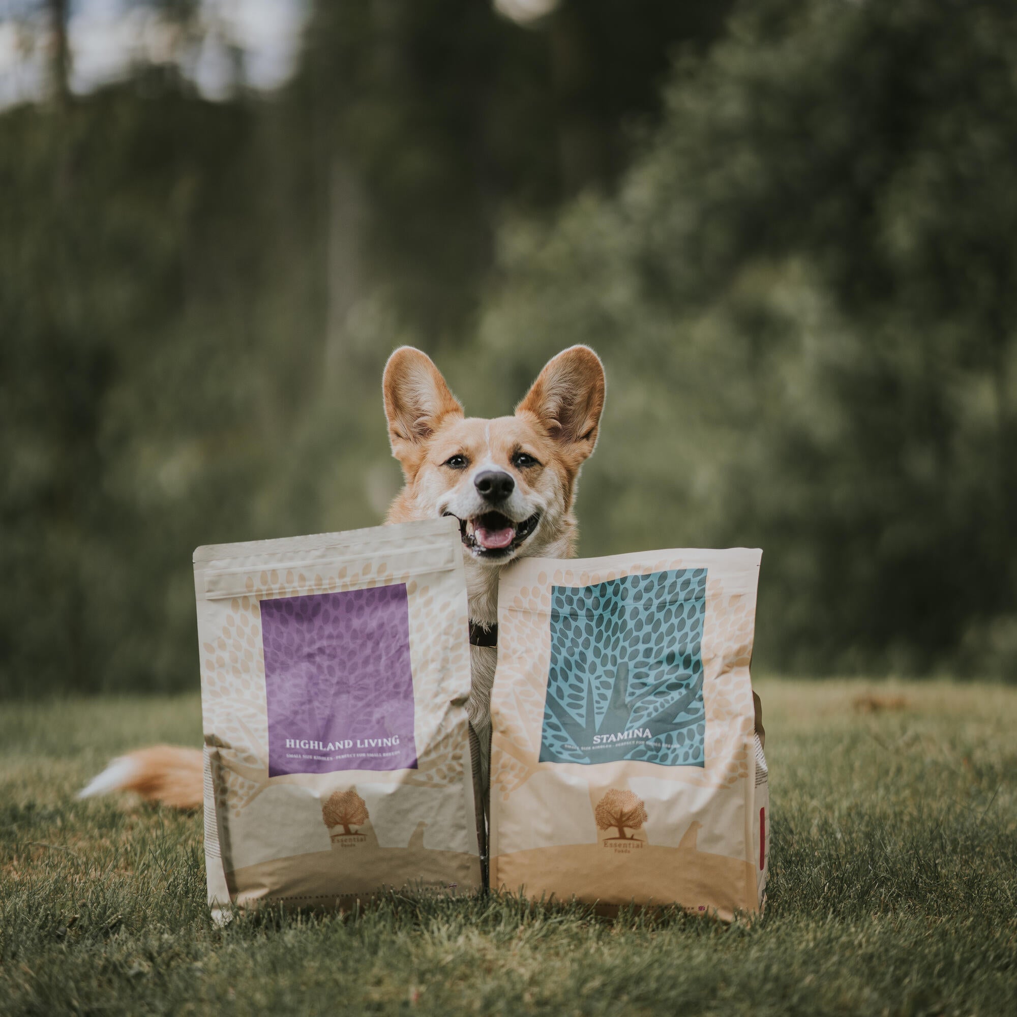 1_@splinterthecorgi (2)