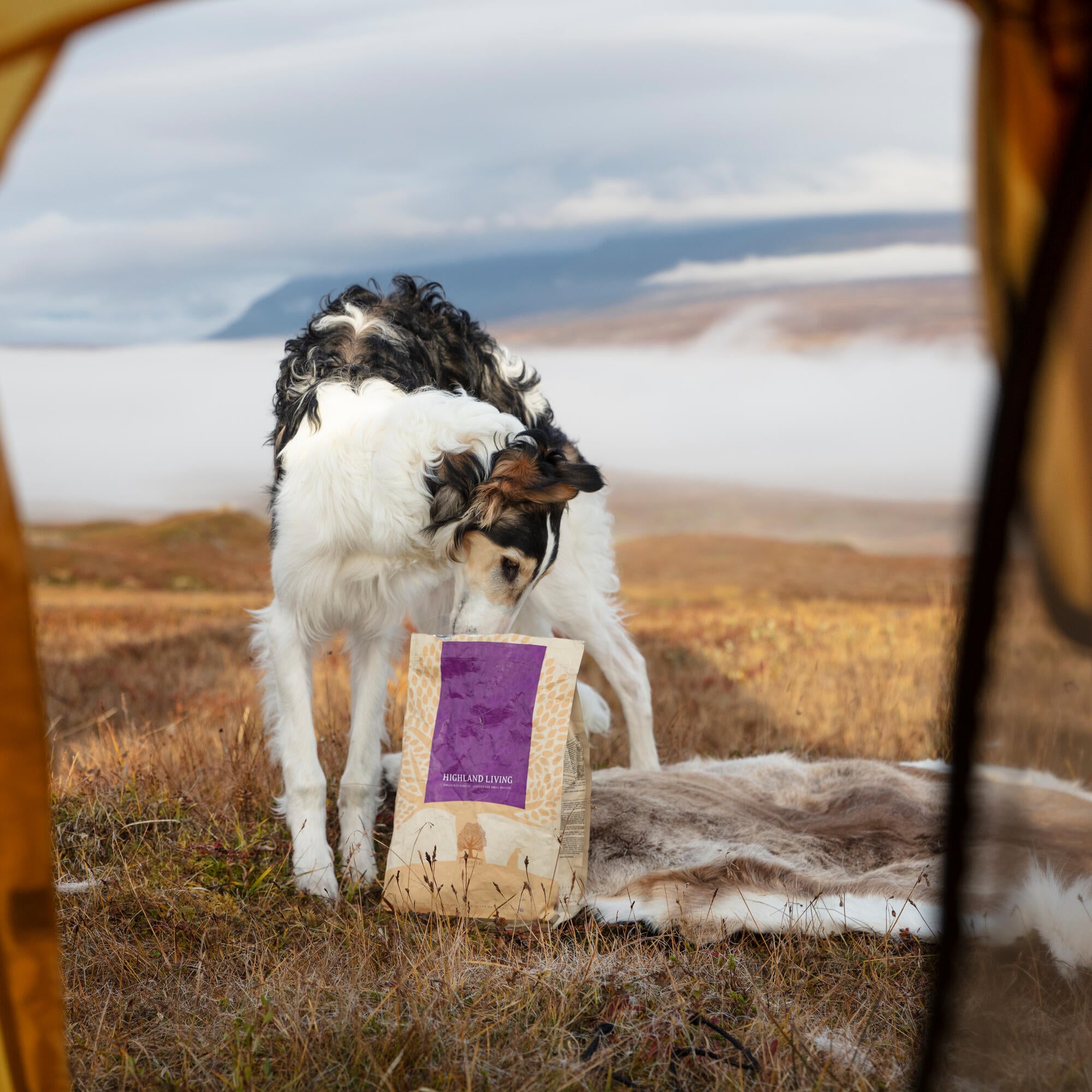 1_@zarwoe.oligarch (2)