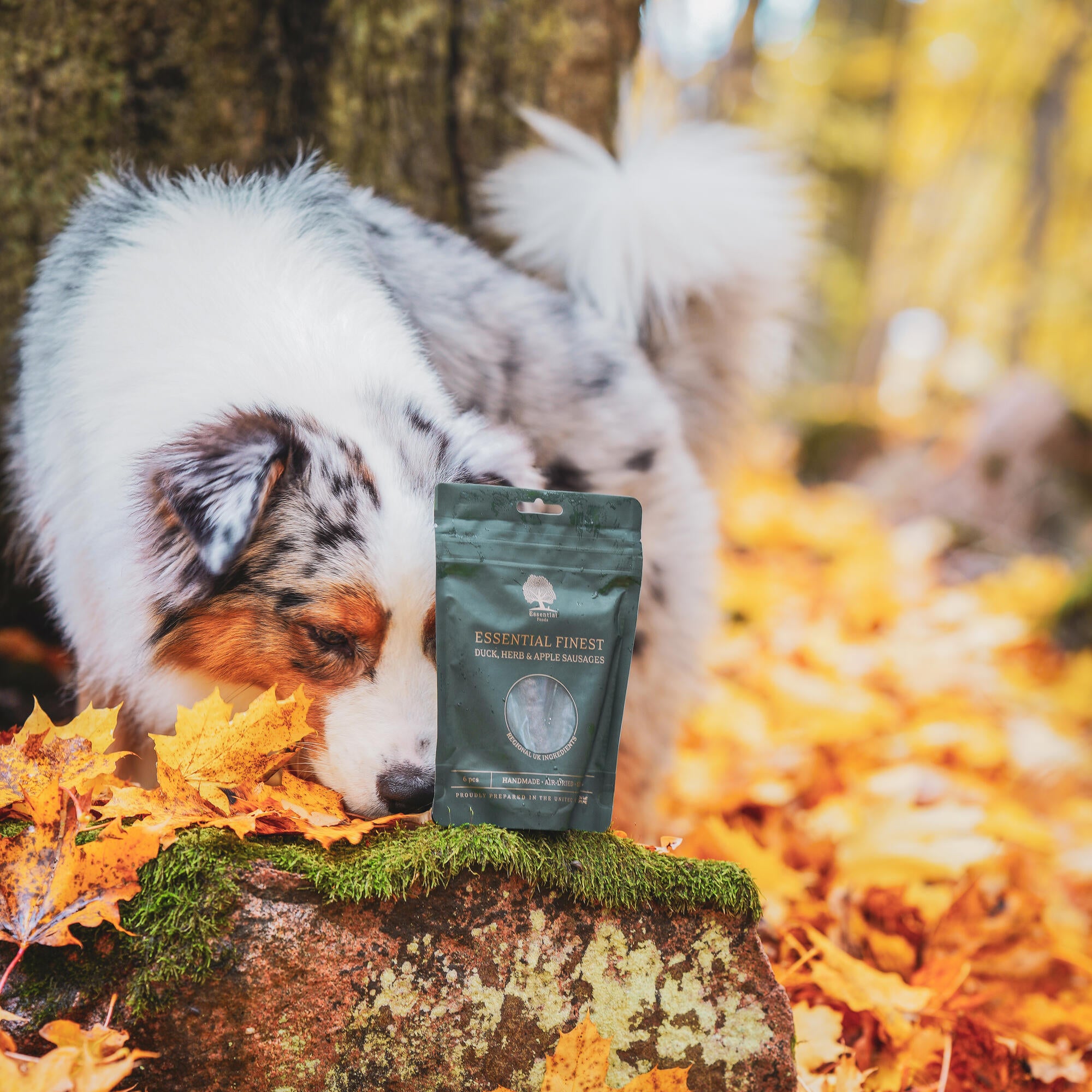 @life.of.bruce.the.aussie