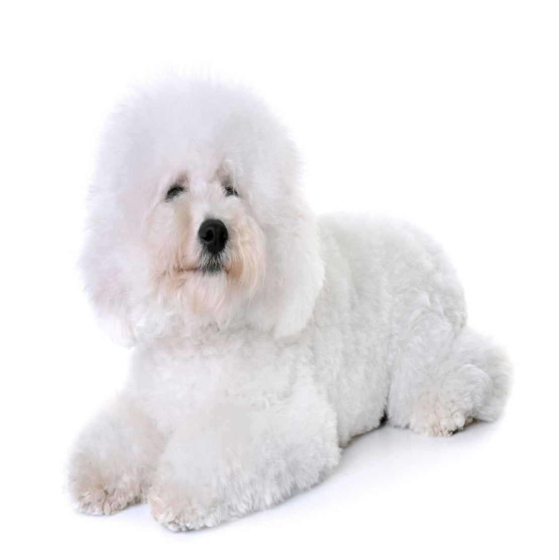 Bichon Frise dog — Best food to feed a Bichon | Essentialfoods.ie