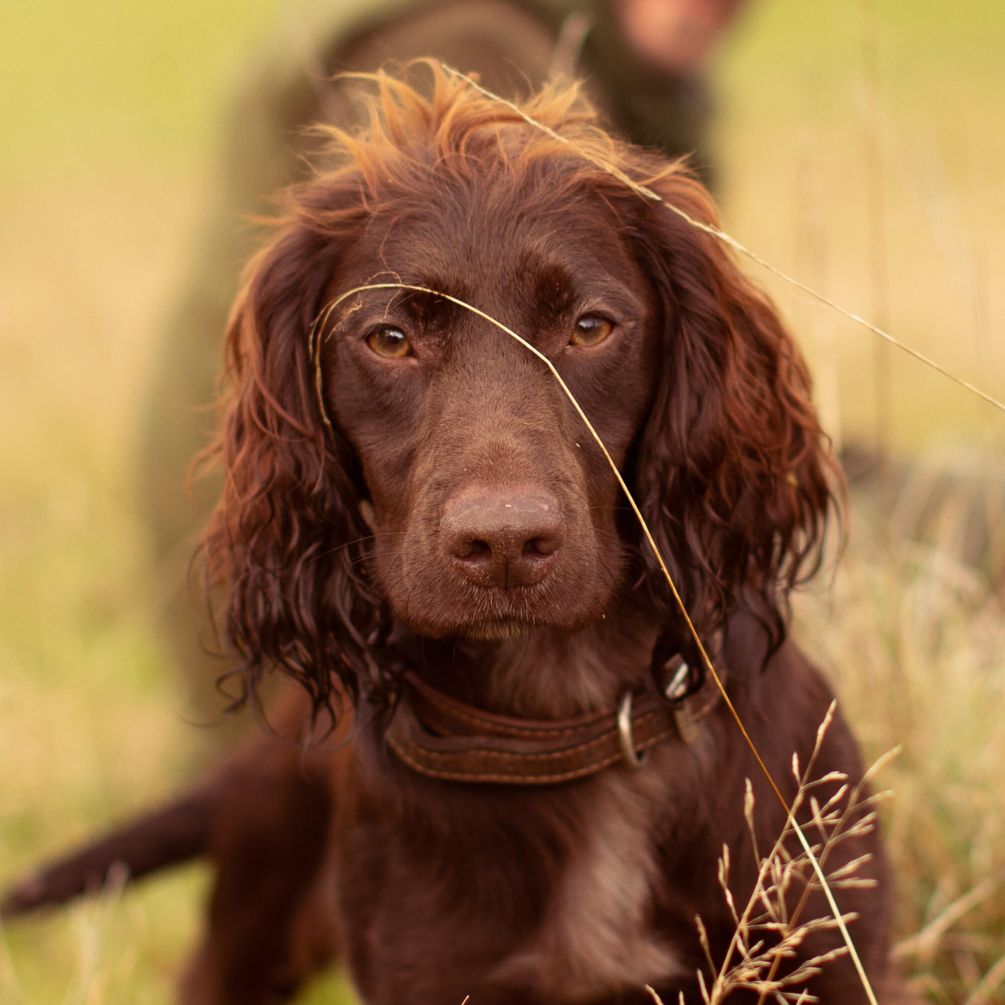 Springer out on the hunt