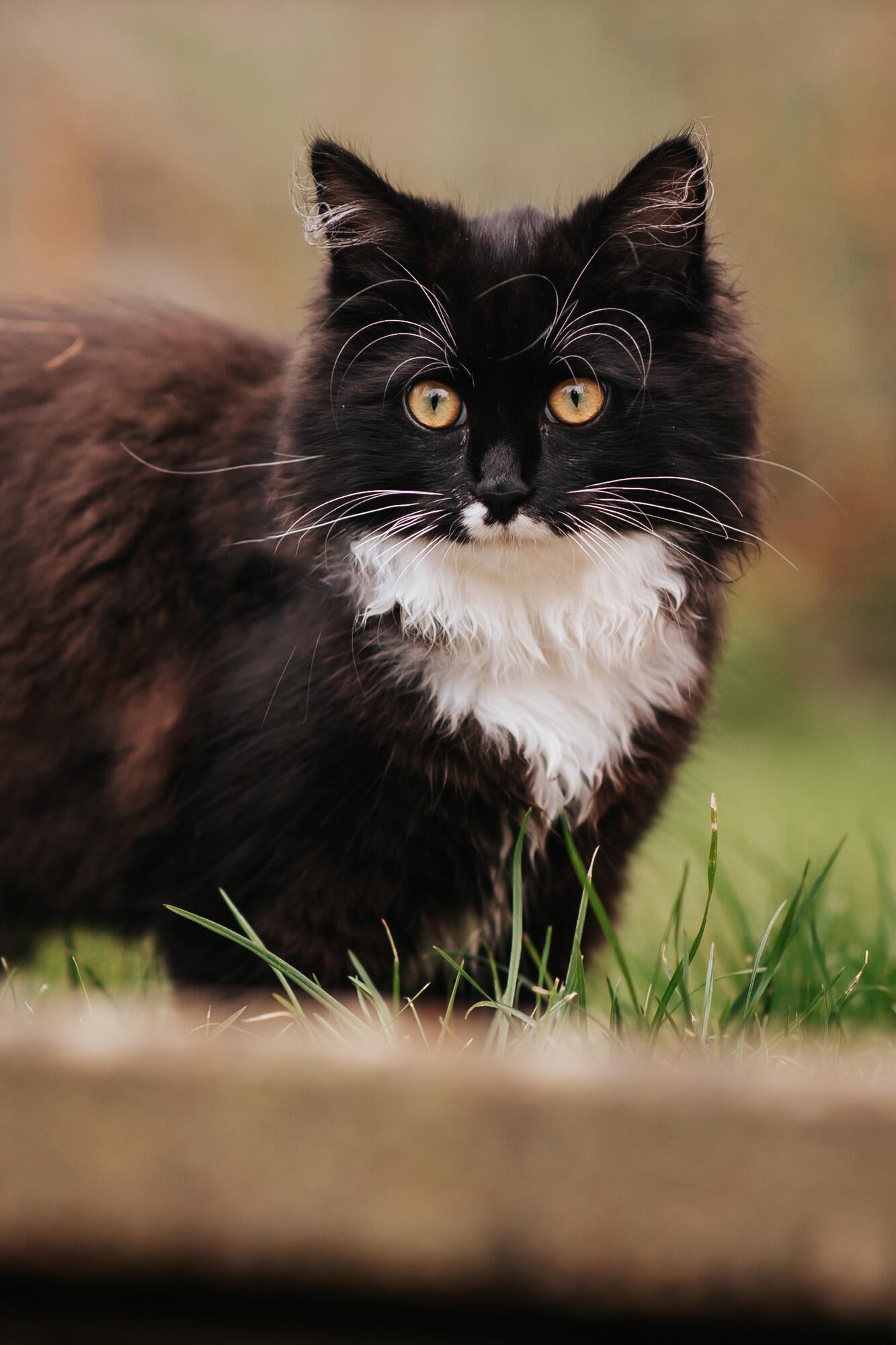 Cat__ @whippetvilja