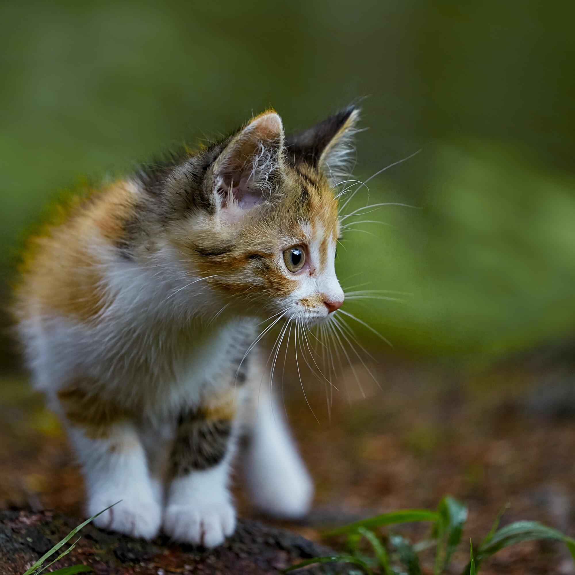 Lifestyle-Image_Kitten_In-Grass_Original-format_Highres