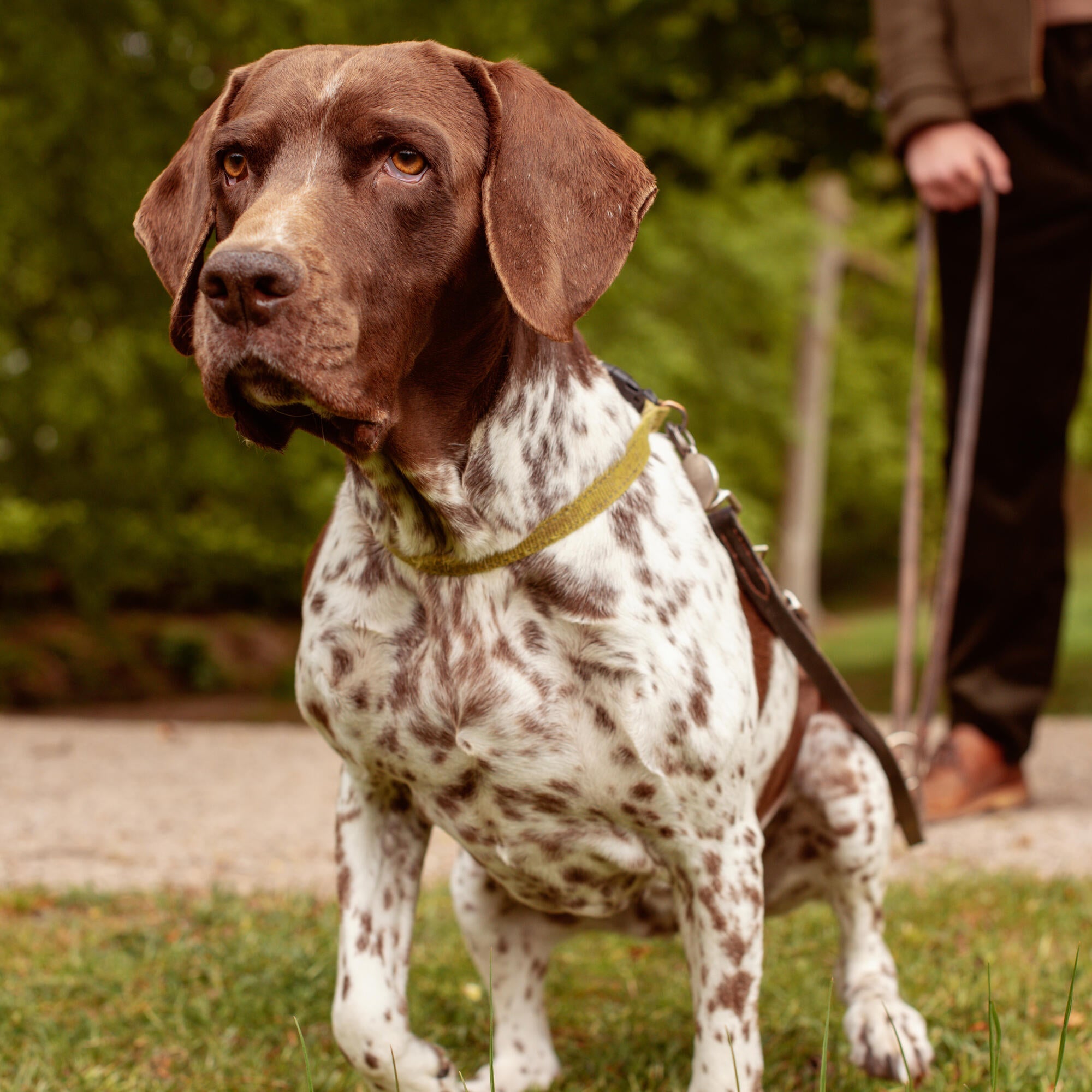 Dog on a walk