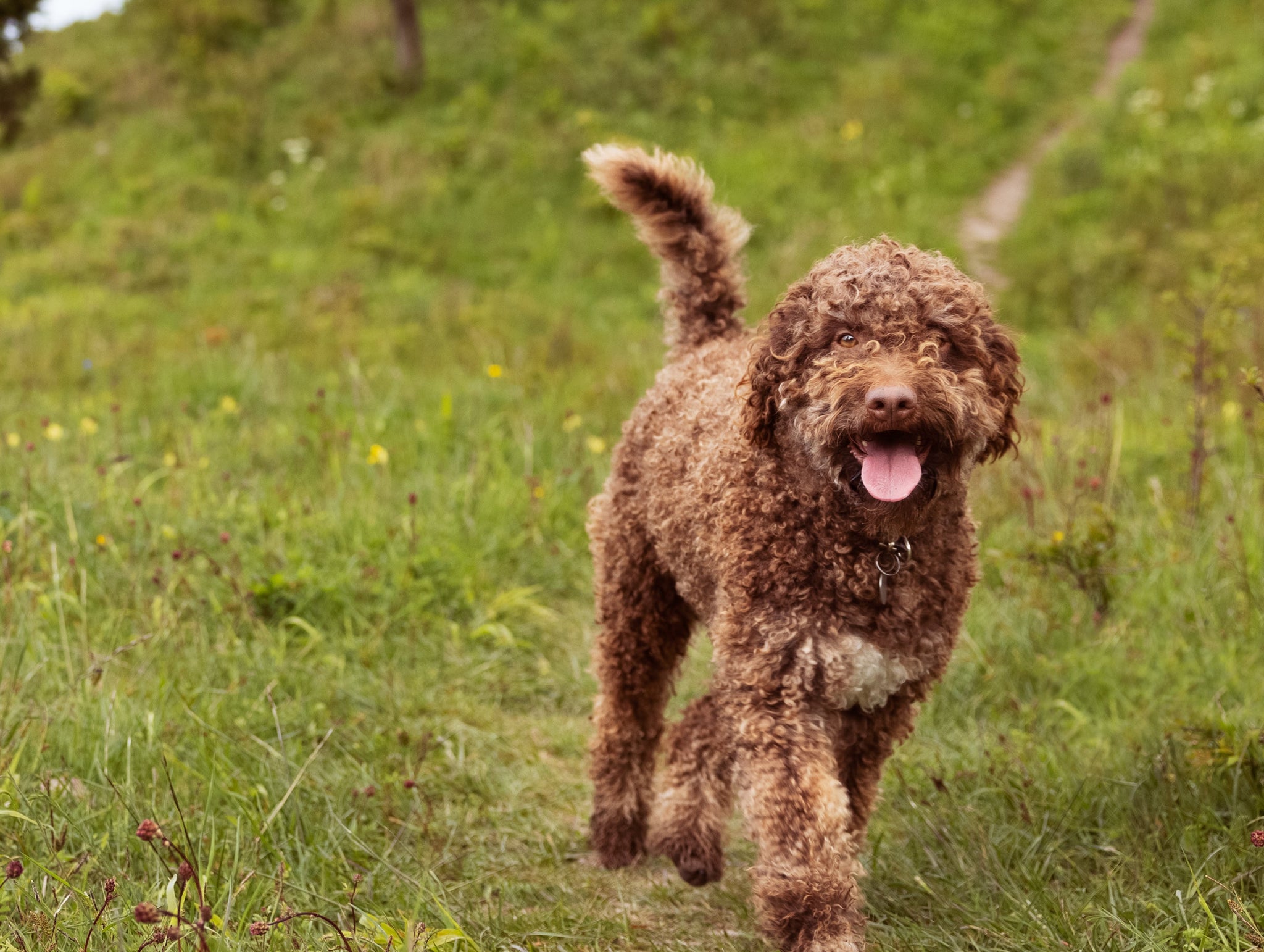 Lifestyle Image-64_Dog running_Original