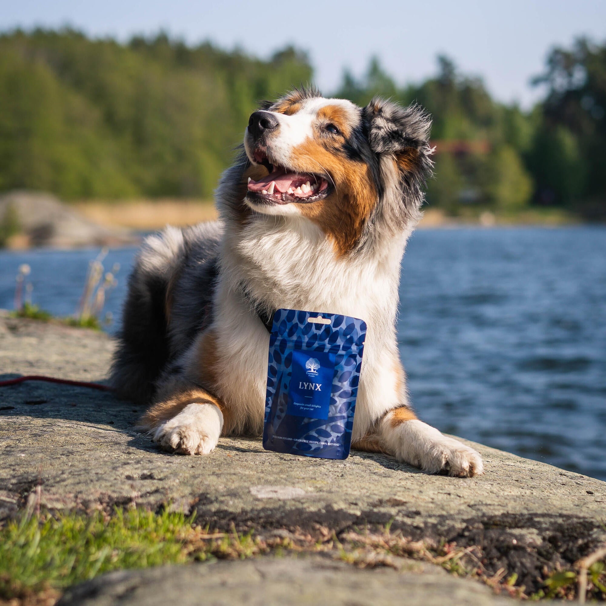 Lynx_ @life.of.bruce.the.aussie