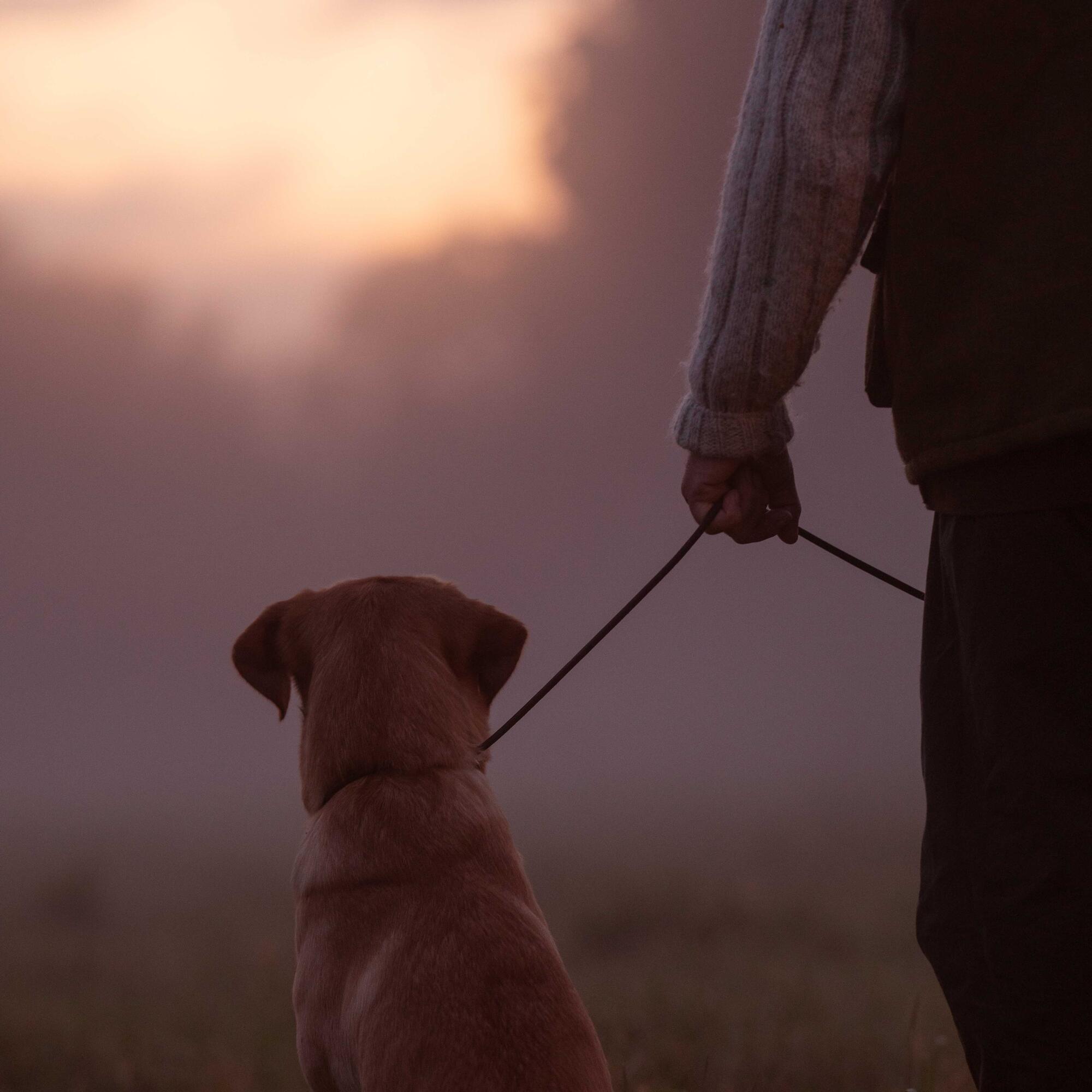 What is the best food for an elderly dog?
