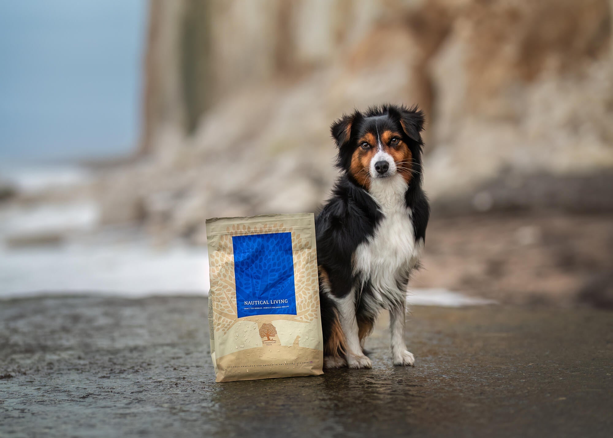 dog enjoy nautical living,@amieaussie