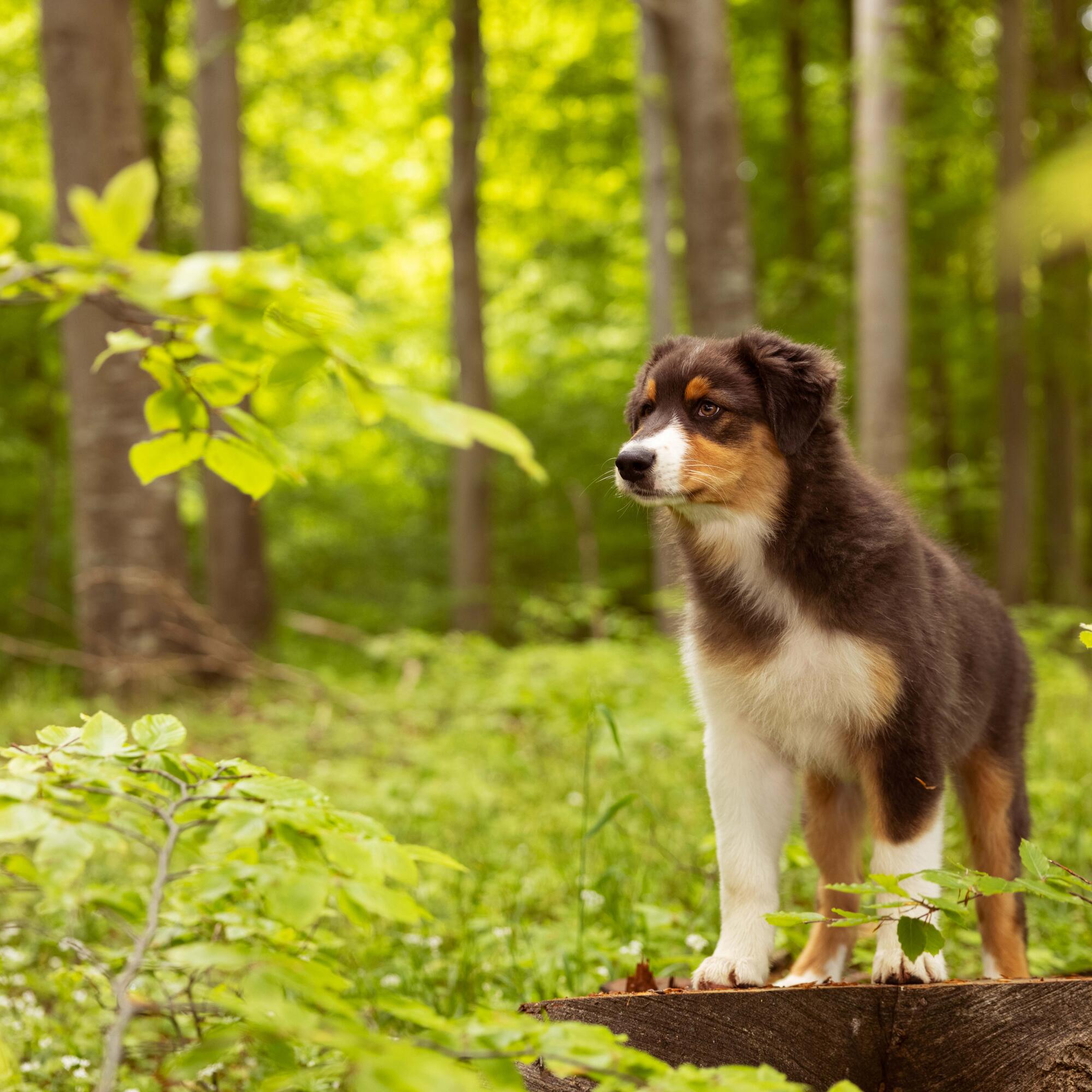 How Much Food Do You Give a Puppy?