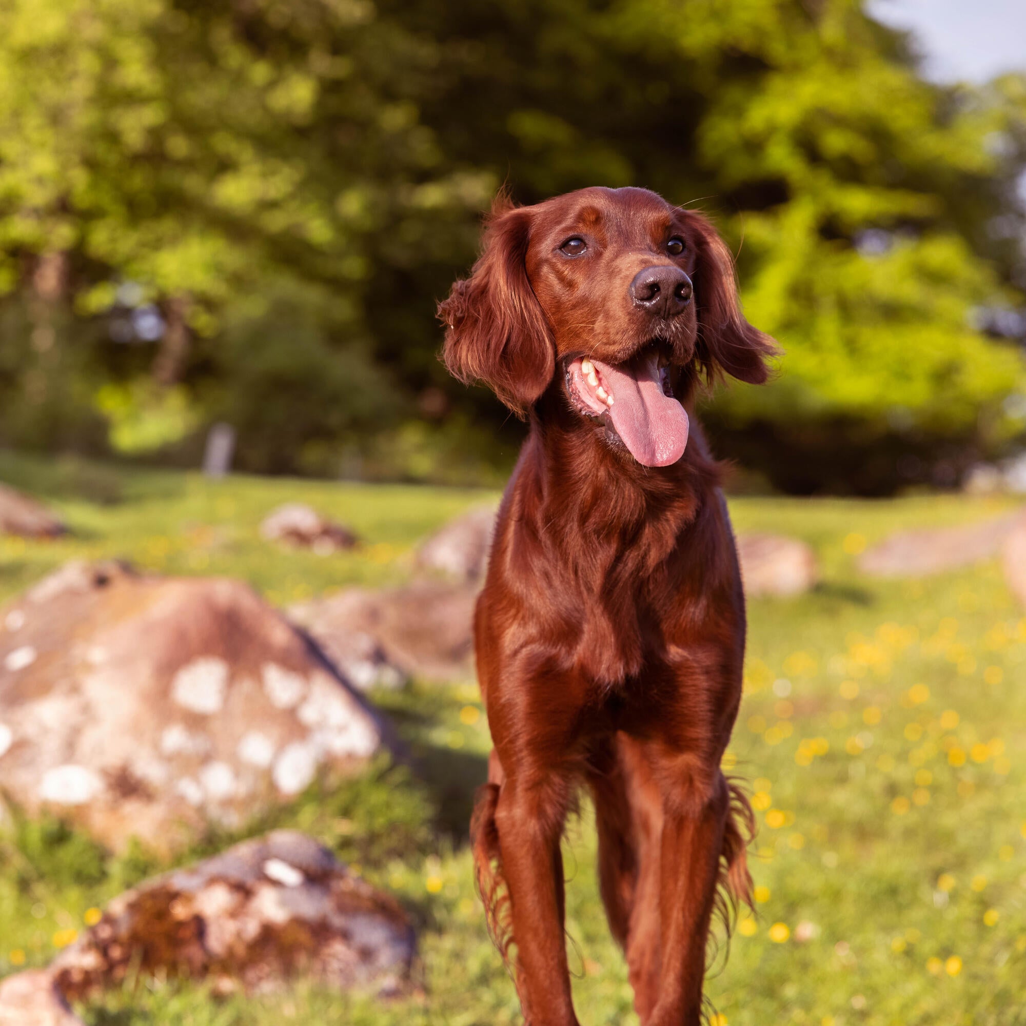 Red Setter waiting for his dog treat