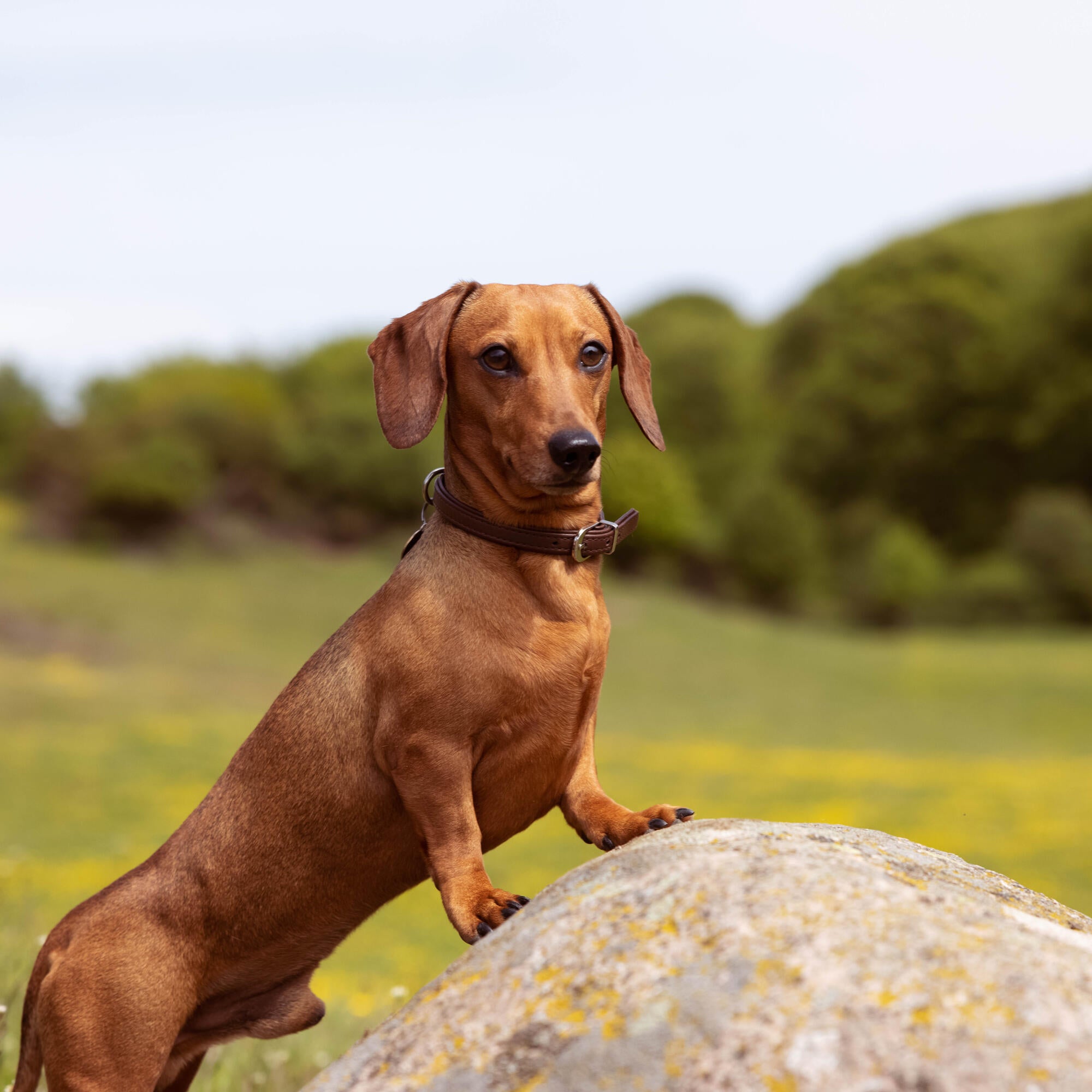 Small dog looking for his Essential Puppy food