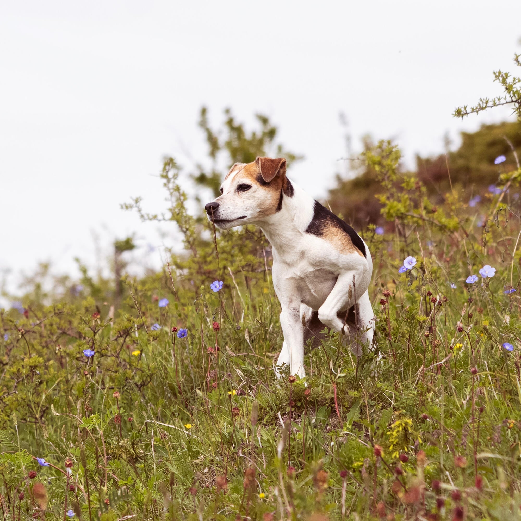 Small Senior dog enjoying nature