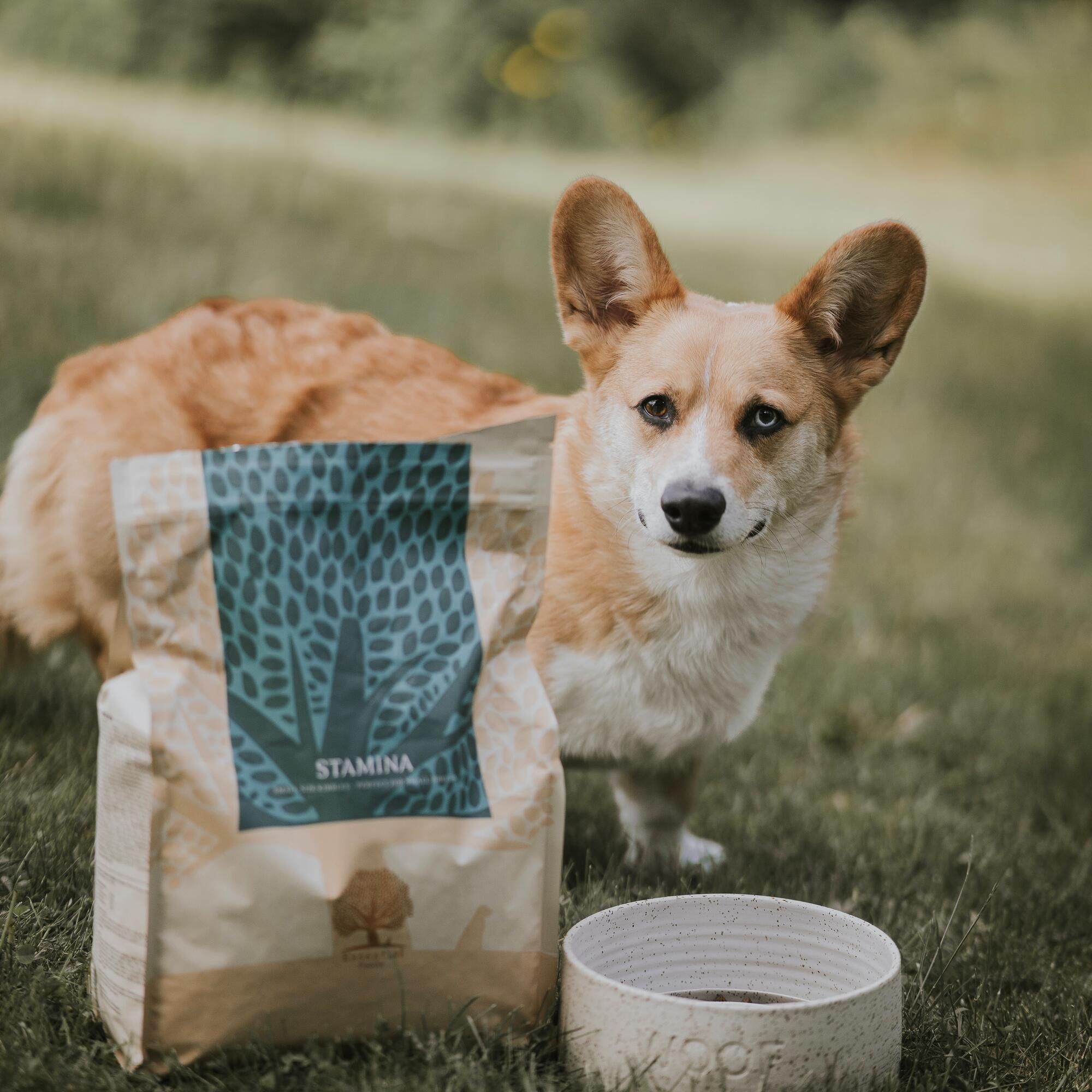 Stamina @splinterthecorgi