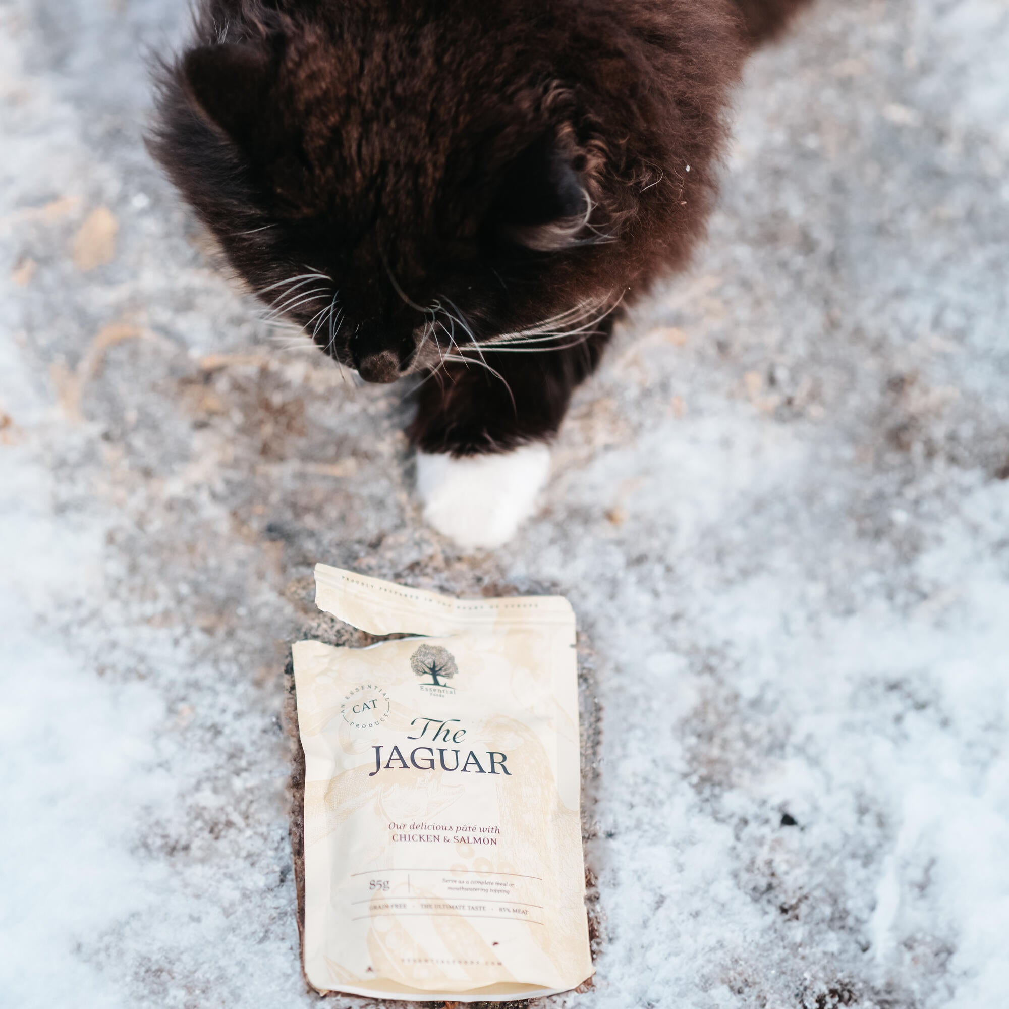 The Jaguar Cat from @nike.nilsson