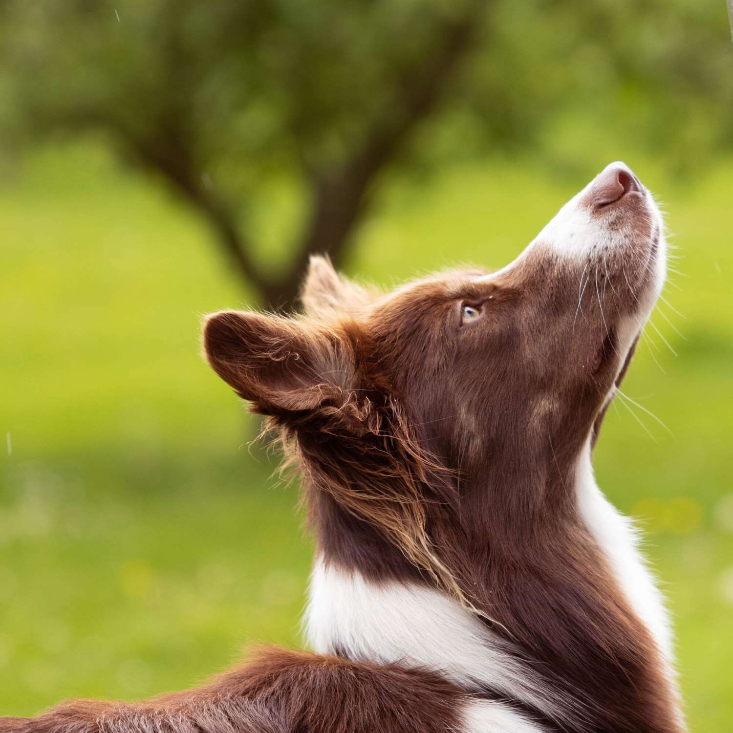 Dog begging for his Essentials Dog Treat
