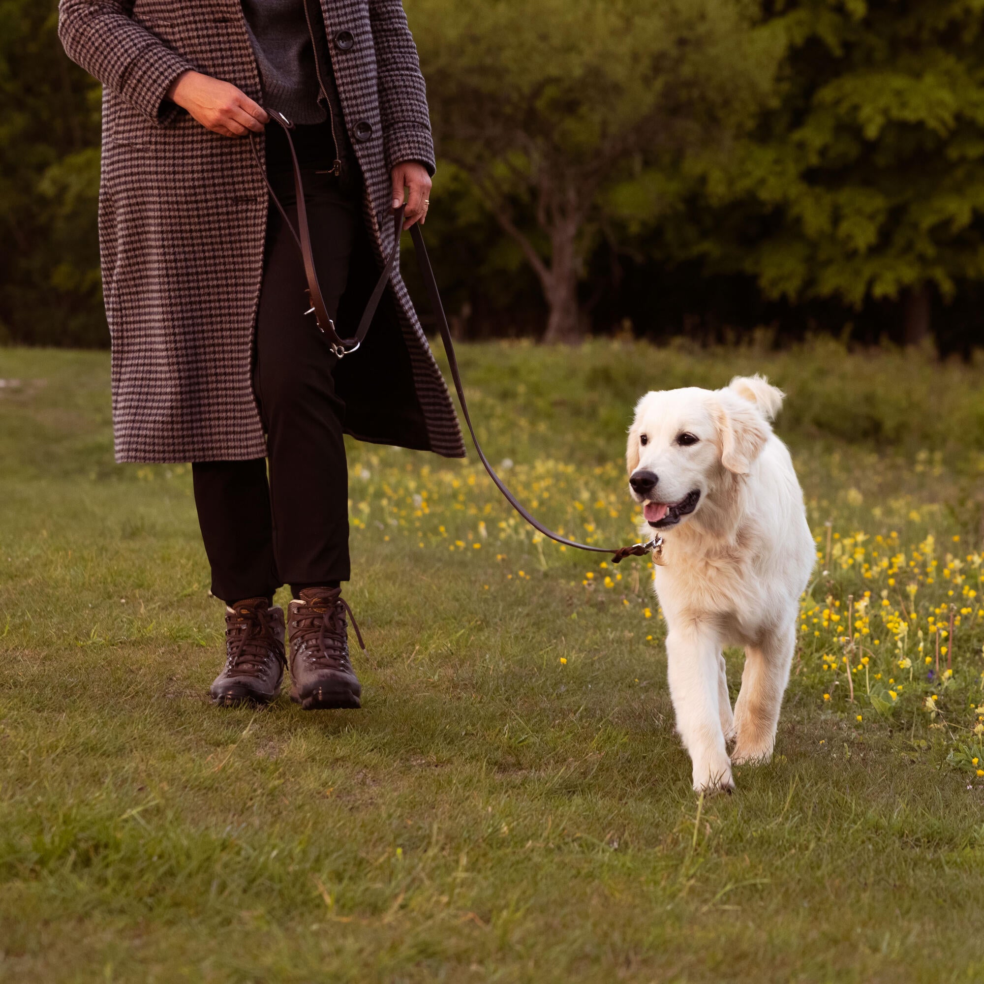 Golden Retriever enjoying a walk
