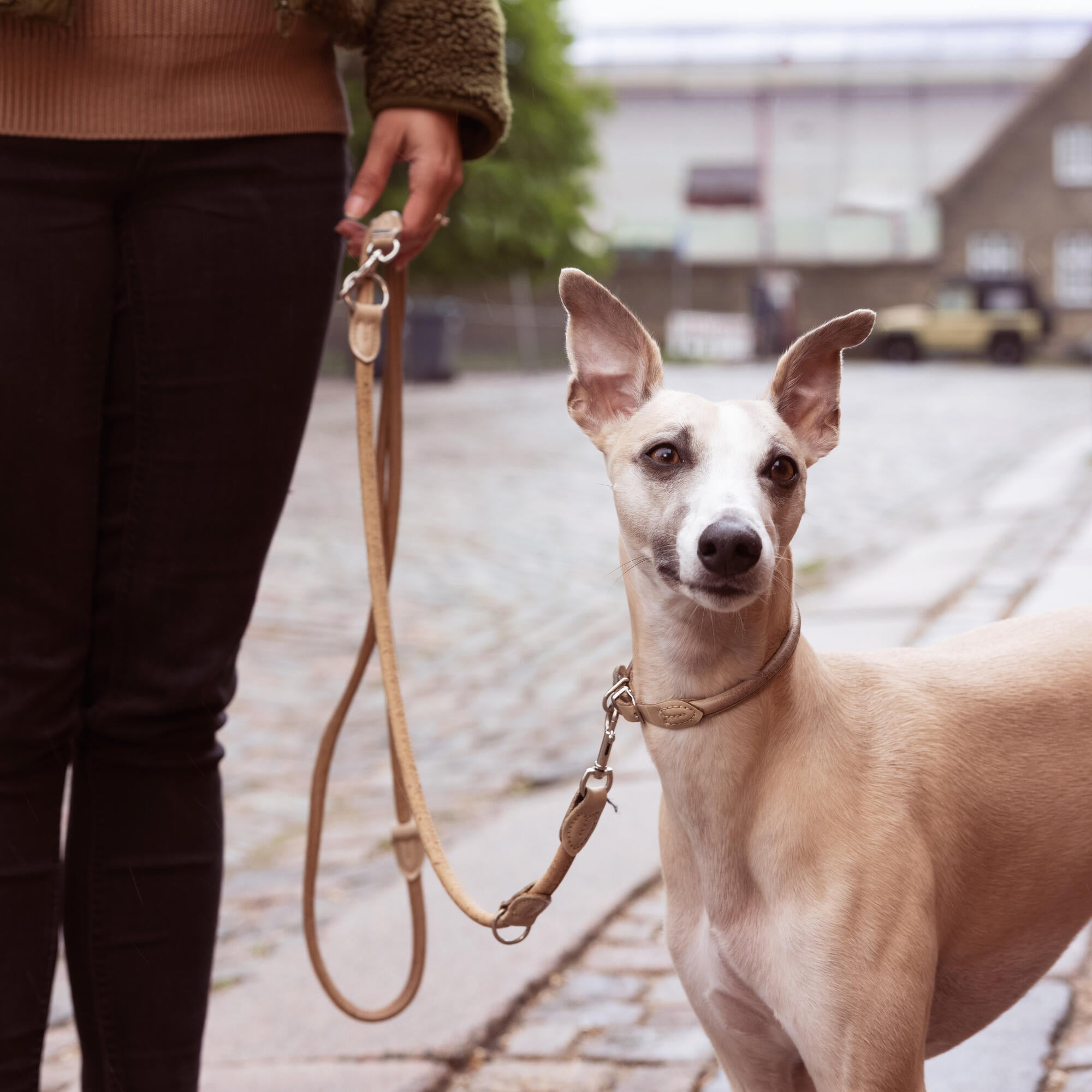 Women Walking Her Dog