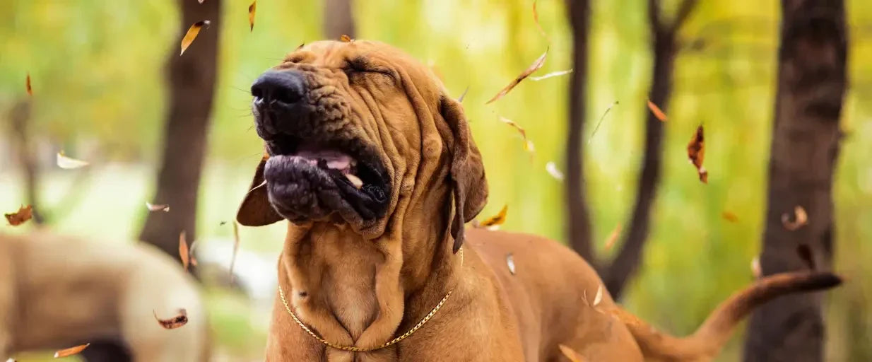 Allergies in dogs
