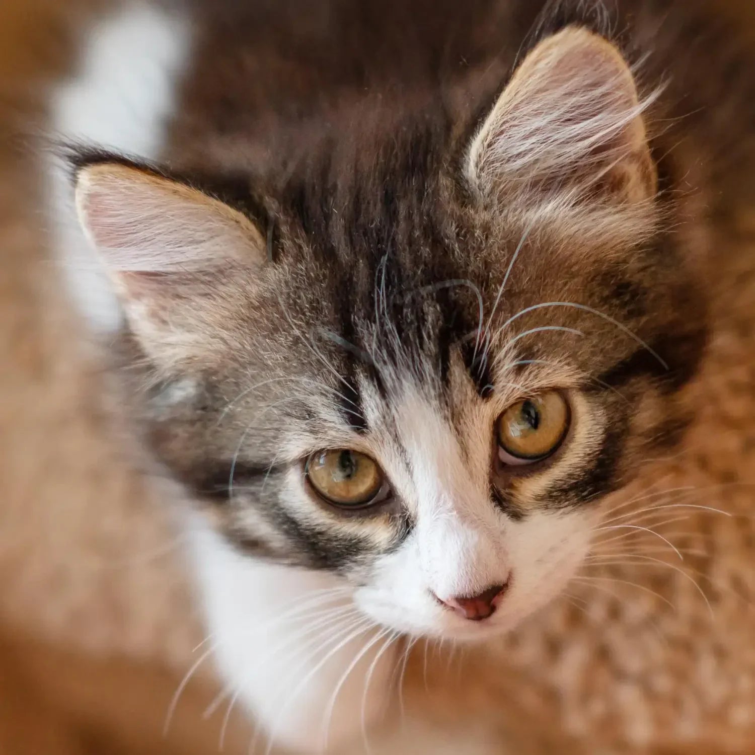 cute kitten enjoying essentials cat food