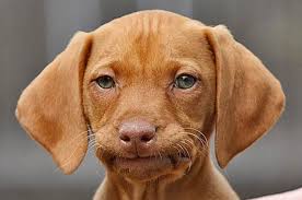 Can Dogs Eat Cat Food?