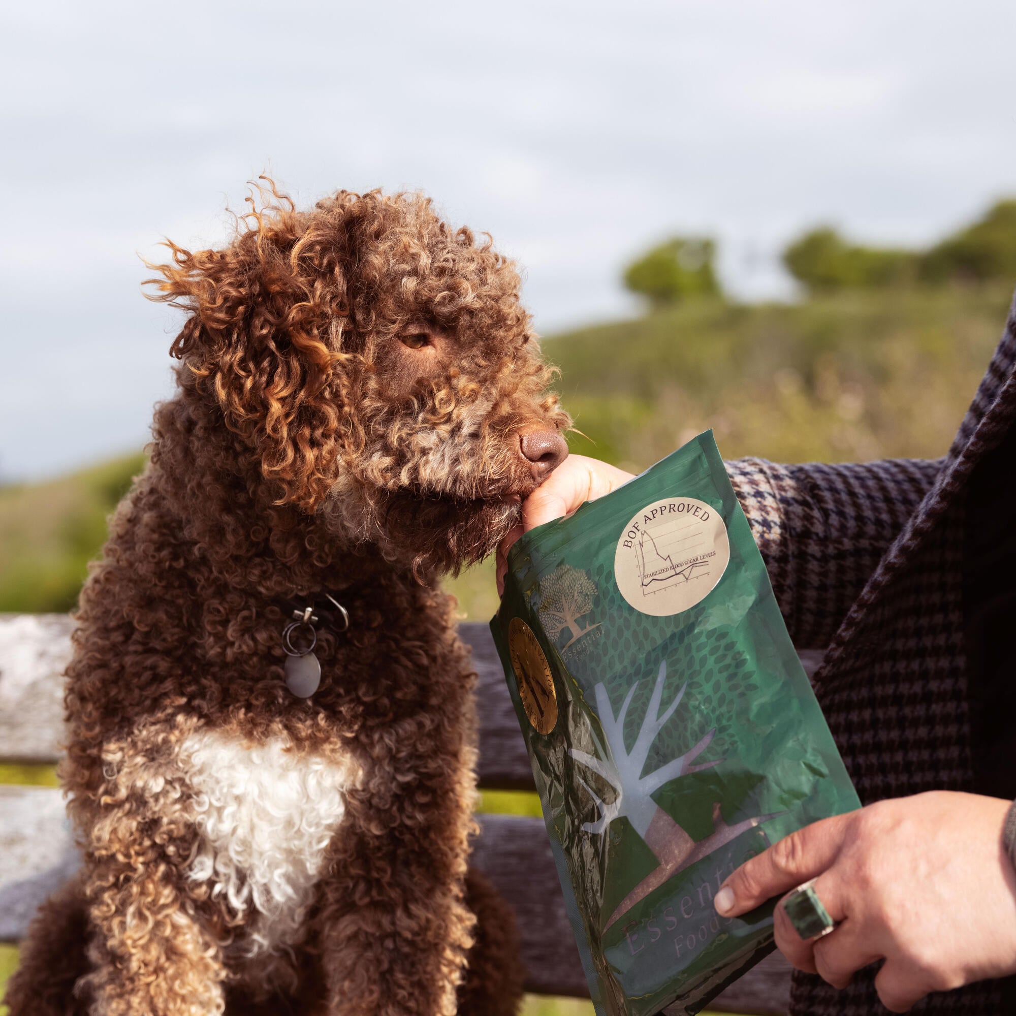 Brown Cockapoo enjoying his essential treats