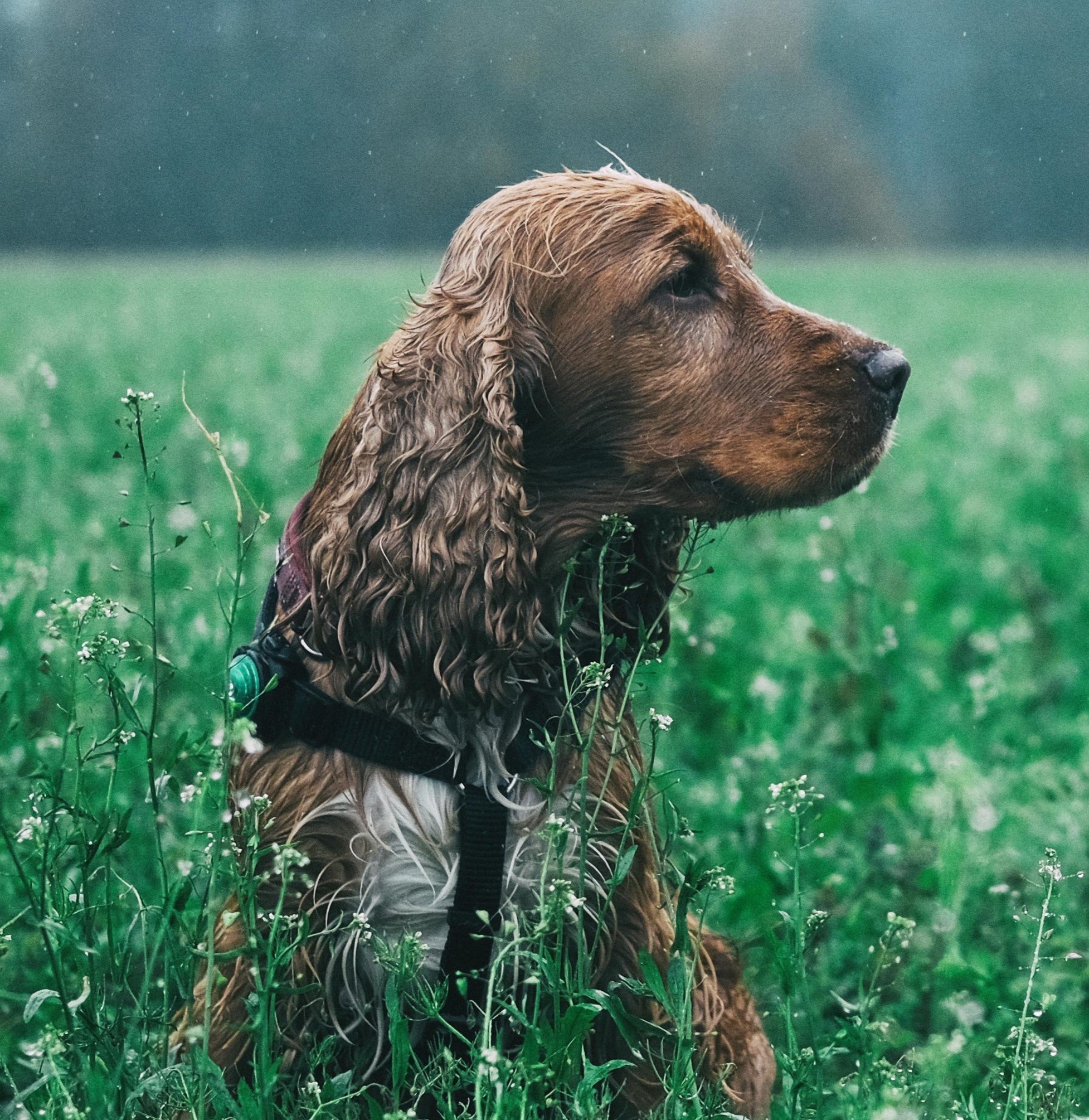 Cocker Spaniel eating — Best dog food for Cocker Spaniels in Ireland | Essentialfoods.ie