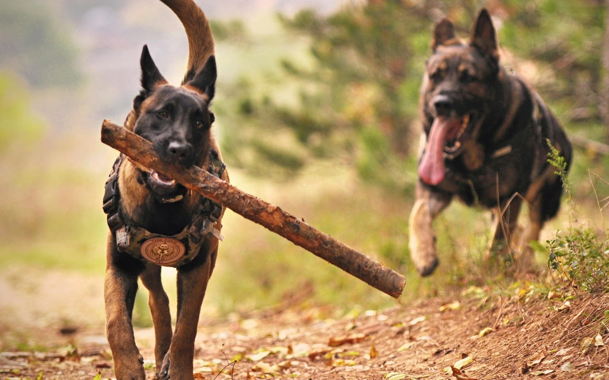 German Shepperd Dog playing with a stick