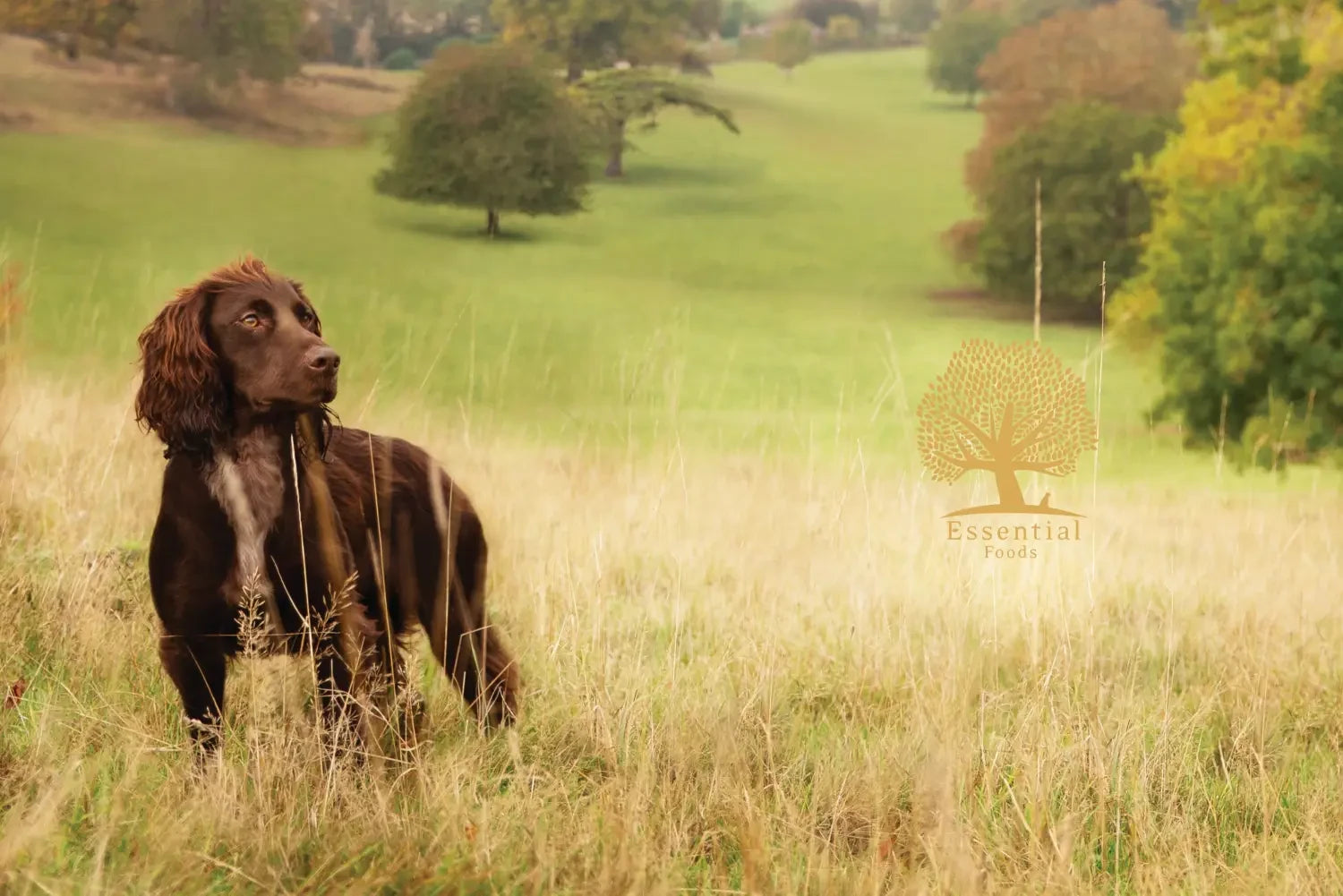 Grain-Free Dog Food: A Healthy Choice for Your Canine Companion