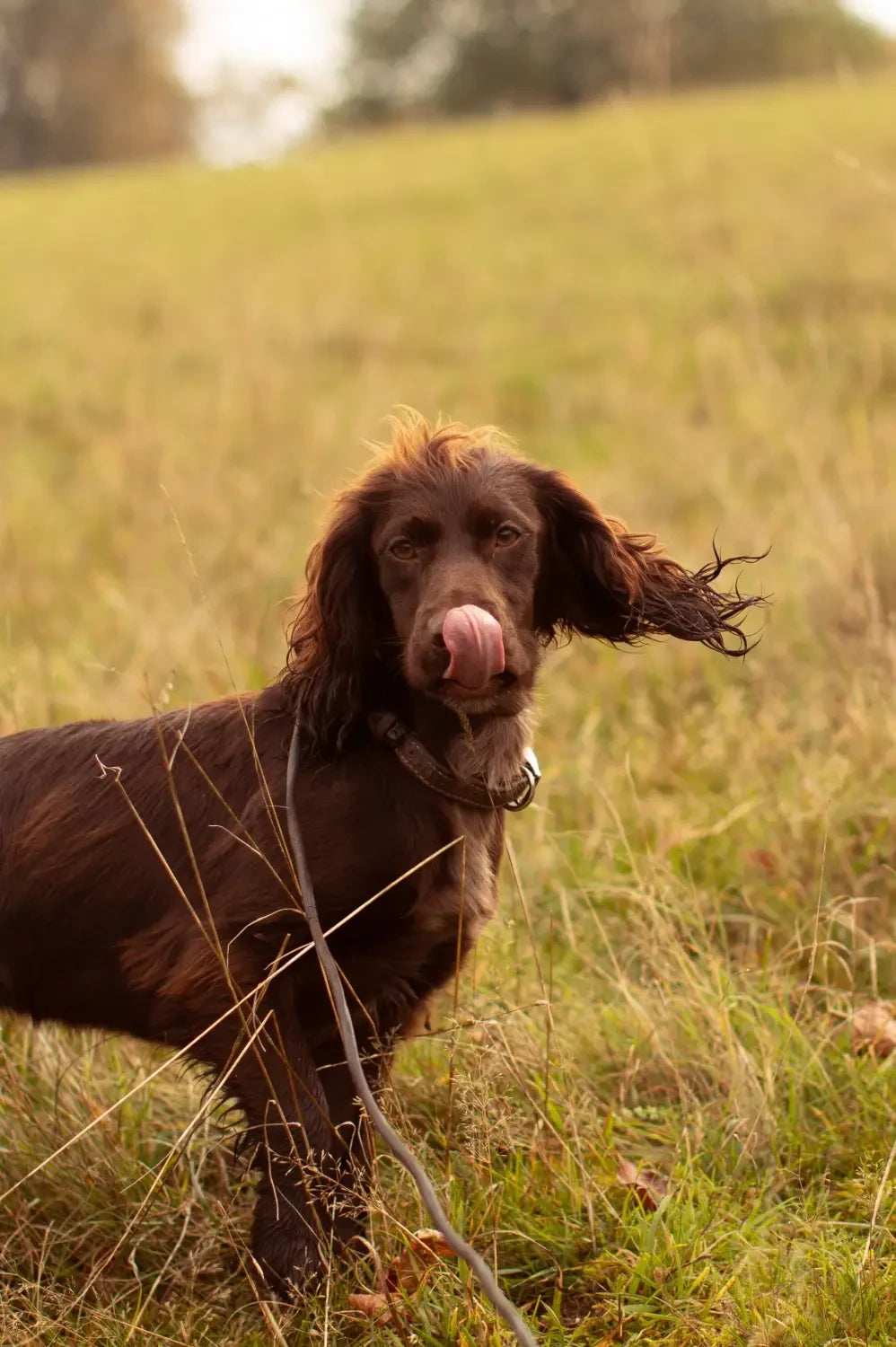 Brown Springer enjoying essentials grain free food