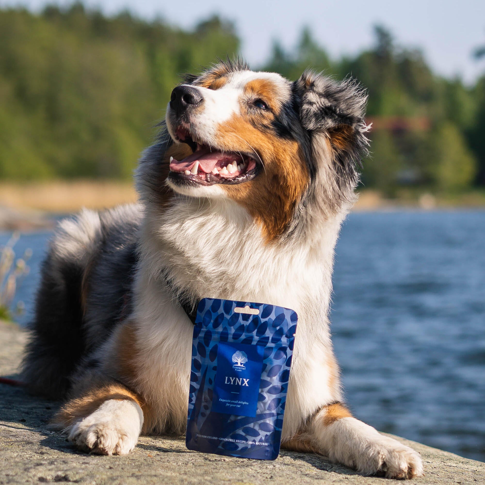 @life.of.bruce.the.aussie