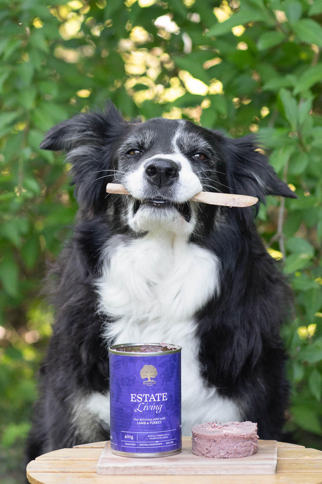 @bordercollie_girlpower