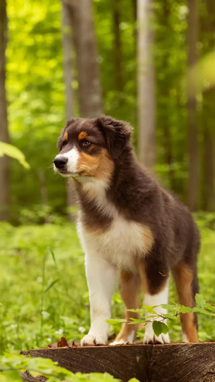 What Type of Dog Food Should I Feed My Puppy?