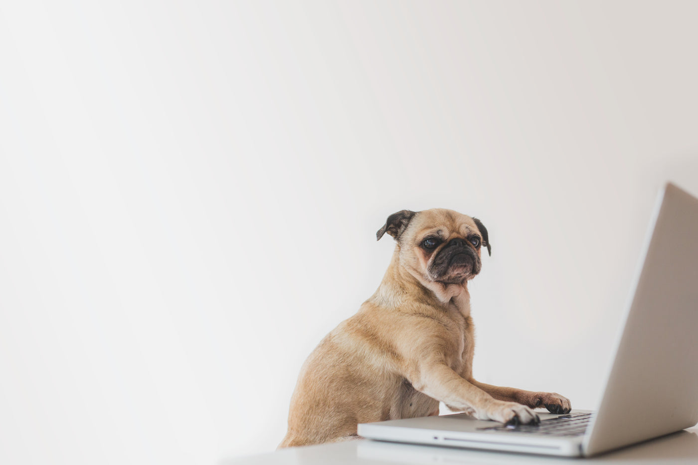 Essentials Dog Food Ireland Blog