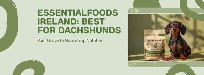 Dachshund dog food guide — EssentialFoods Ireland