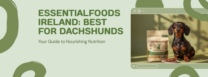 Dachshund dog food guide — EssentialFoods Ireland