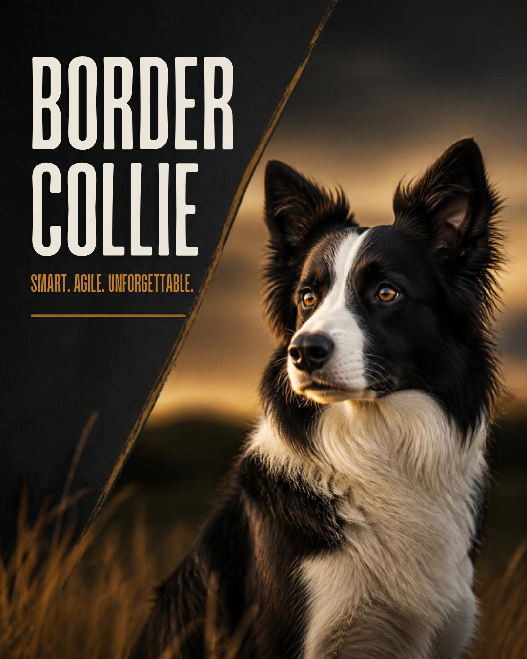 Border Collie dog - Best dog food for Border Collies in Ireland