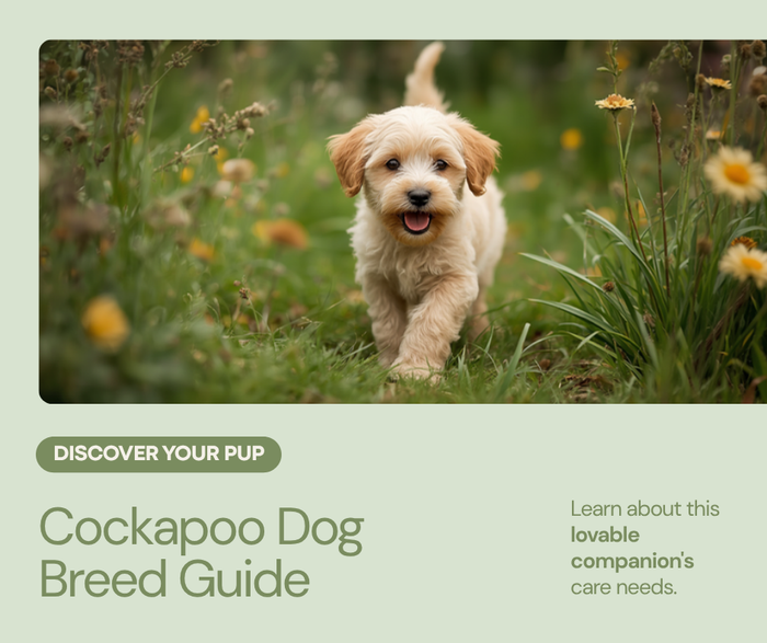 Best dog food for Cockapoos - EssentialFoods Ireland