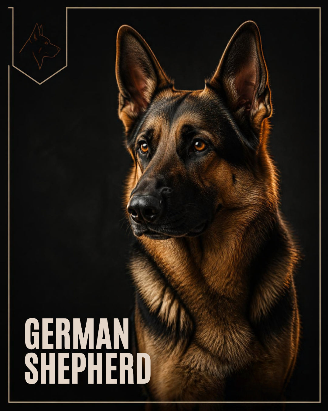 German Shepherd dog - Best dog food for German Shepherds in Ireland