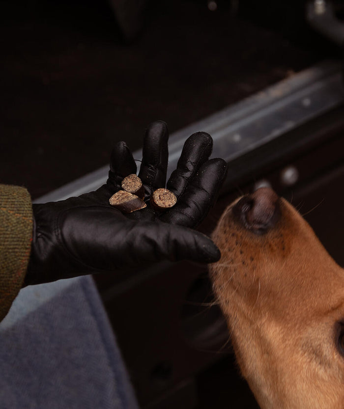 What is the healthiest food to feed your dog?