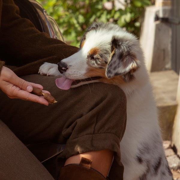 What Treats Do Dogs Like Best Essentialfoods ie what-treats-do-dogs-like-best-essentialfoods-ie