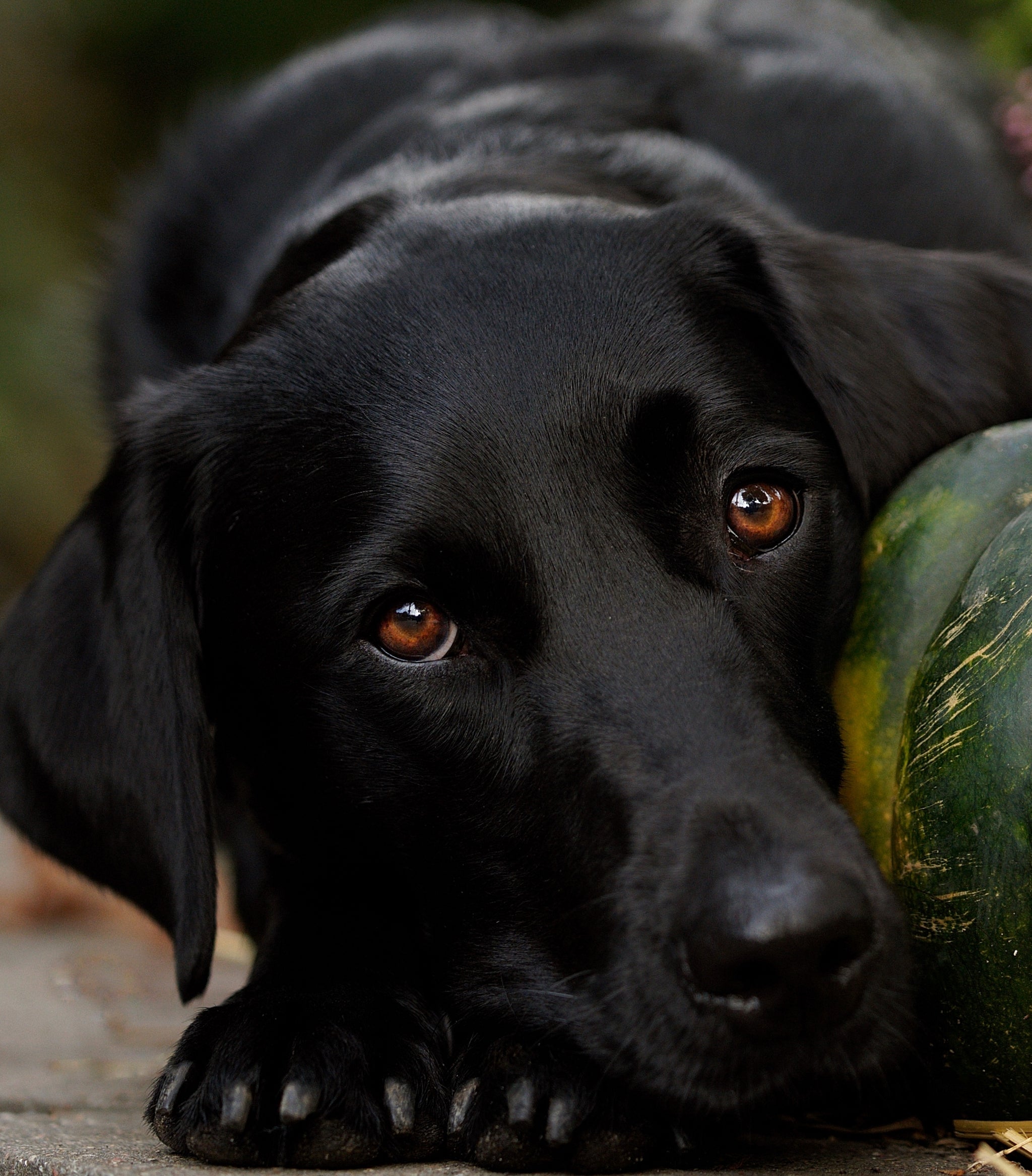 4_@junior_the_copenhagen_lab (1)