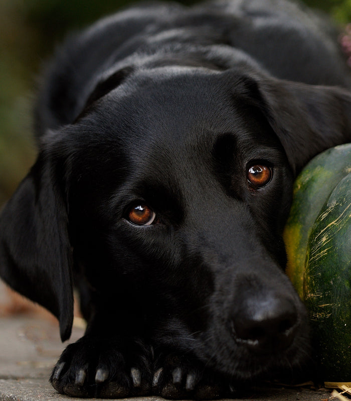 4_@junior_the_copenhagen_lab (1)