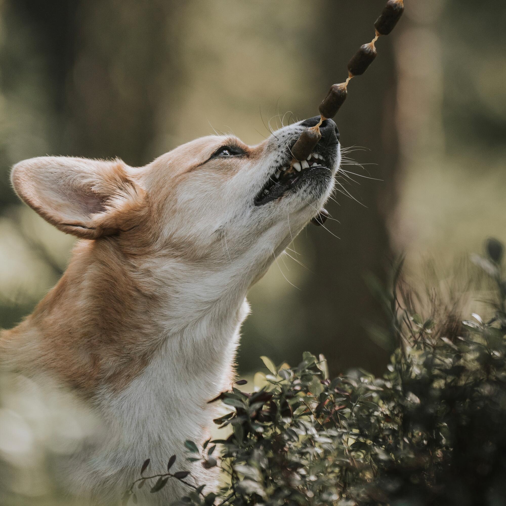 Are dogs outlet allowed bread