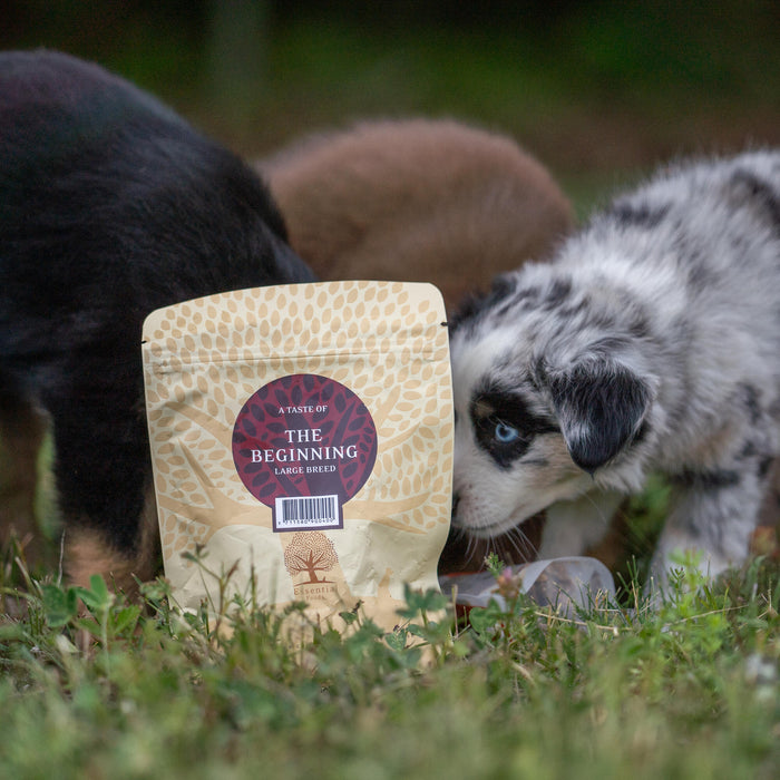 Beginning from @thenordicbears 