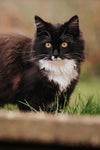 Cat__ @whippetvilja
