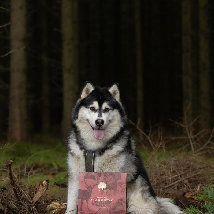 Christmas__ @nordicmalamutes