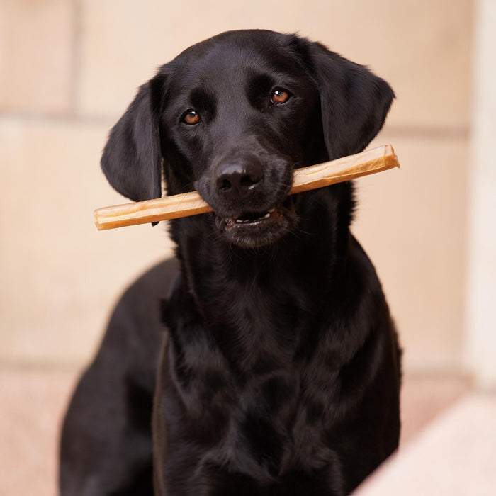 What Should You Feed a Sick Dog?