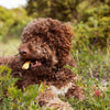 Brown Cockapoo enjoy essential dog treat